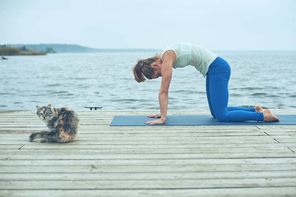 yoga gatto