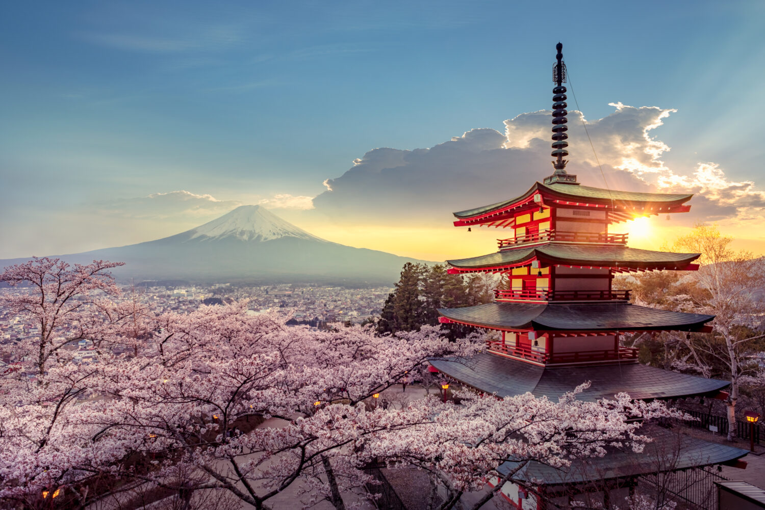 Quando la bellezza incontra l'impermanenza attraverso i sakura in fiore -   - Vivere lo Yoga Eventi