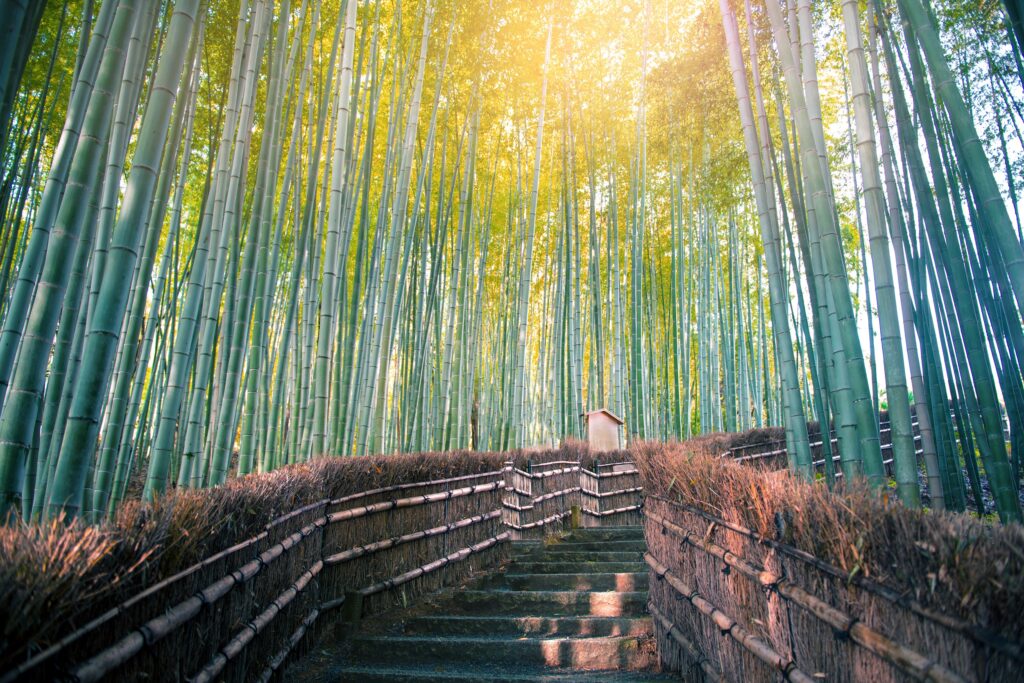 Arashiyama foresta Kyoto