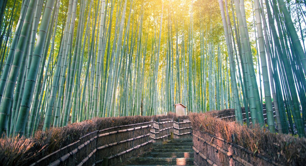 Arashiyama foresta Kyoto