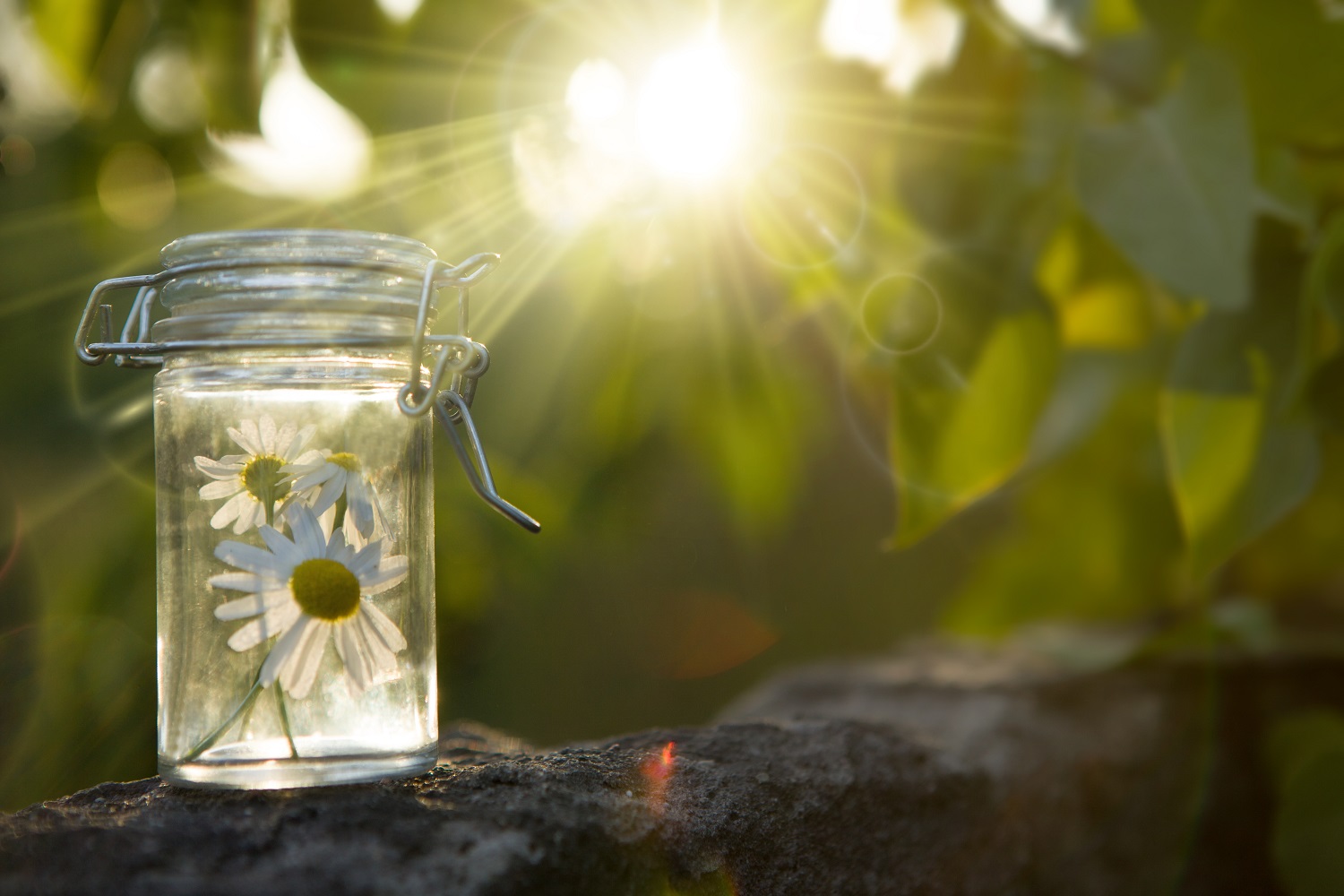 Yoga e Fiori di Bach: per chi non vive nel presente - Le vie del Dharma